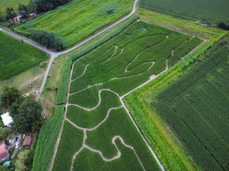 Labyrinthe de Chalosse